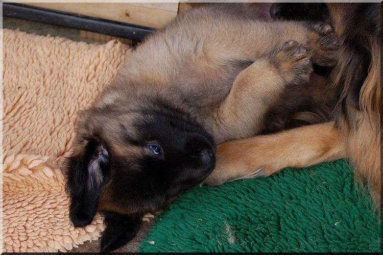 leonberger 028.jpg